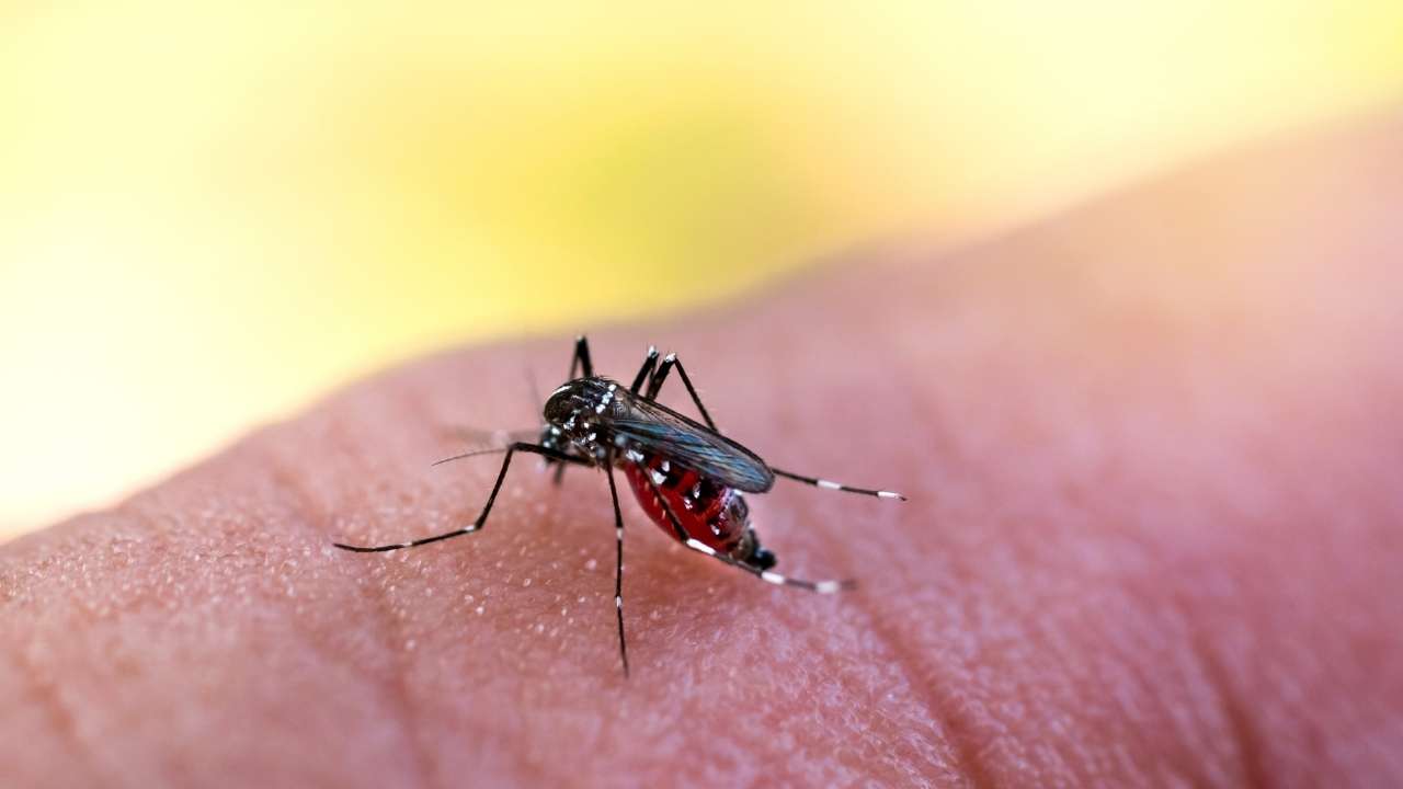 Sul De Minas J Contabiliza Mais Da Metade Dos Casos De Dengue Notificados Em Todo Ano Passado