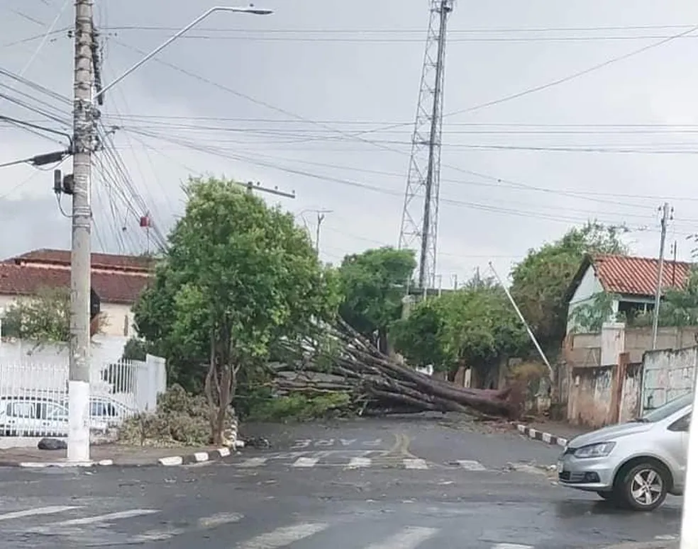 Chuva Causa Queda De Rvores Postes Muro E Destelha Casas Escola E