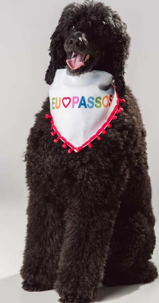 Conheça Snoopy, poodle gigante de 16 quilos que faz sucesso na internet em Passos - Foto: Arquivo pessoal 