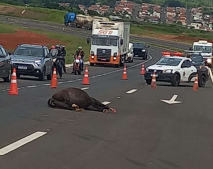 Motociclista e cavalo morrem vítimas de acidente na MG-050 em Itaú de Minas - Foto: Redes sociais 