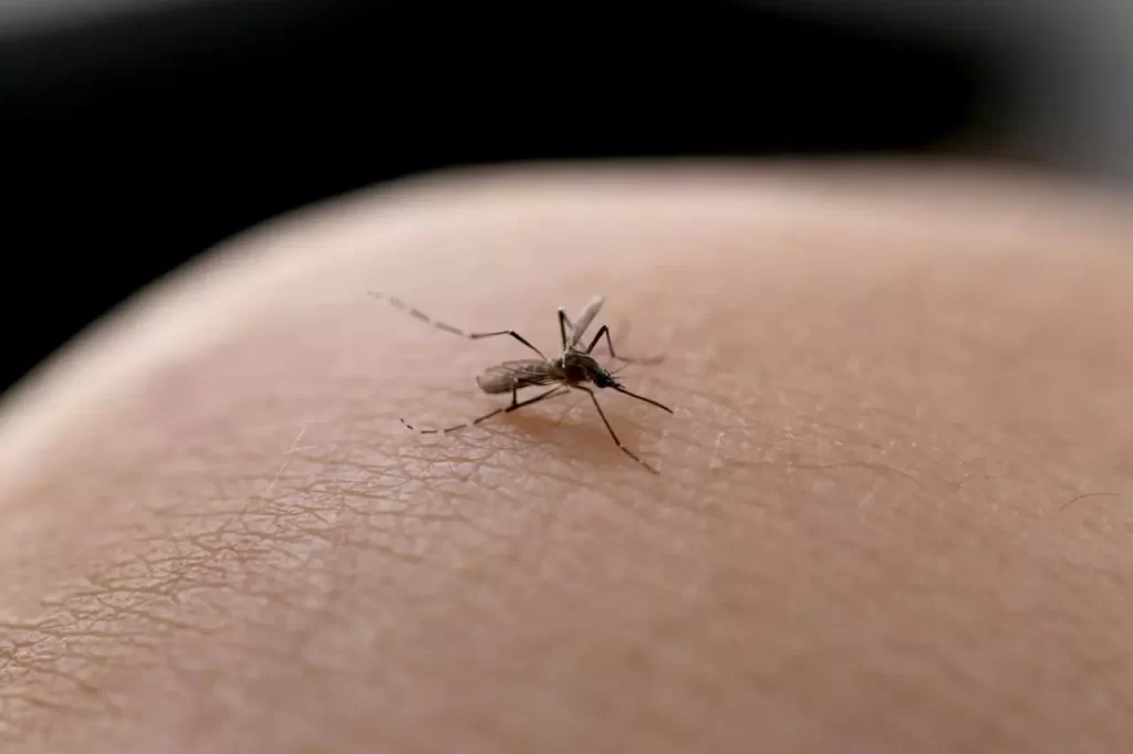 Minas Gerais vai decretar estado de emergência de saúde por causa da dengue - Foto: reprodução