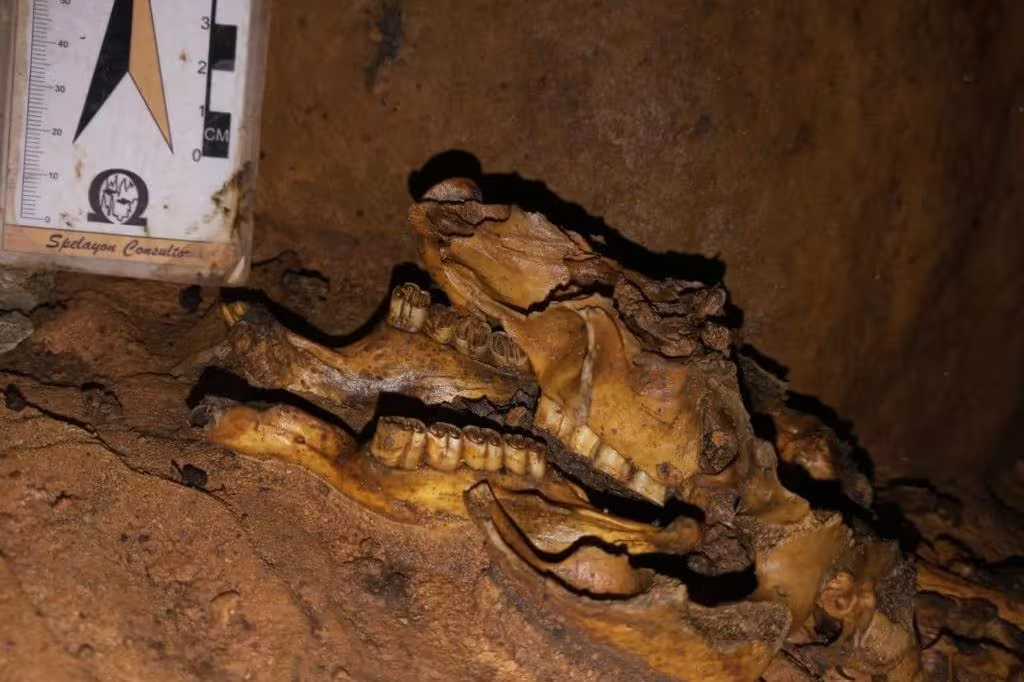 Fóssil de preguiça-gigante da ‘Era do Gelo’ é descoberta em Pains; veja imagens - Foto: divulgação