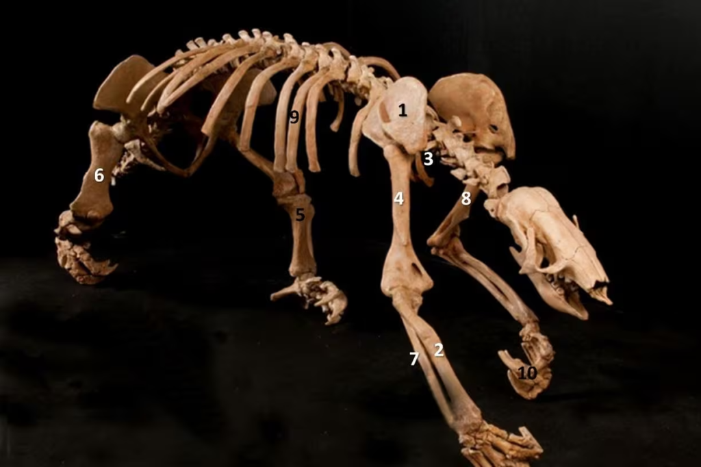 Fóssil de preguiça-gigante da ‘Era do Gelo’ é descoberta em Pains; veja imagens - Foto: reprodução