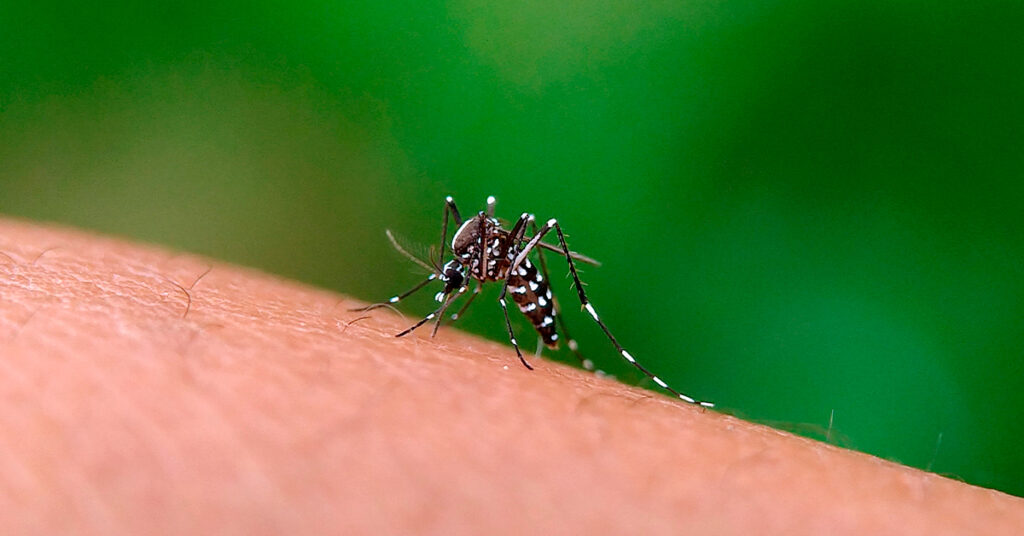 Morte por complicações da dengue é registrada em Carmo do Rio Claro - Foto: reprodução