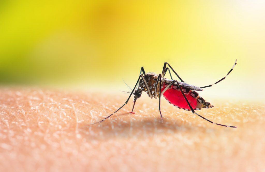 Com alta de 21,8%, Passos supera mil casos prováveis de dengue em 2024 - Foto: reprodução