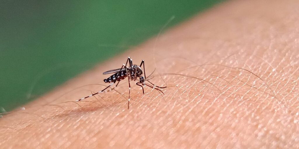 Prefeitura de Passos decreta situação de emergência após aumento nos casos de dengue - Foto: reprodução