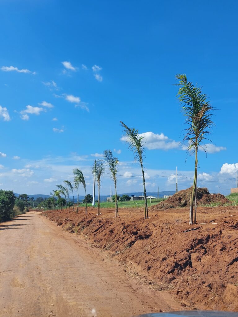 Balneário Shangrylá investe em terraplangem e Palmeiras reais no loteamento - Foto: Jornal Folha Regional