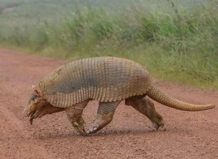 Lenda do Cerrado: fotógrafo encontra maior tatu do mundo na Serra da Canastra - Foto: Alessandro Abdala