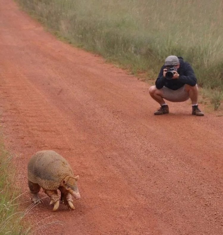 Lenda do Cerrado: fotógrafo encontra maior tatu do mundo na Serra da Canastra - Foto: Alessandro Abdala