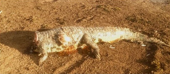 Vídeo: Jacaré decepado é encontrado no Lago de Furnas, em Alfenas - Foto: redes sociais