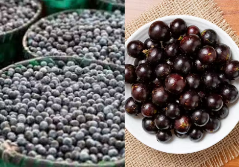 3 frutas brasileiras estão na lista das melhores do mundo em ranking internacional - Foto: reprodução