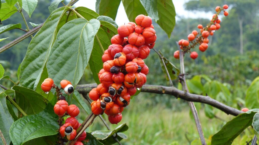 3 frutas brasileiras estão na lista das melhores do mundo em ranking internacional - Foto: reprodução