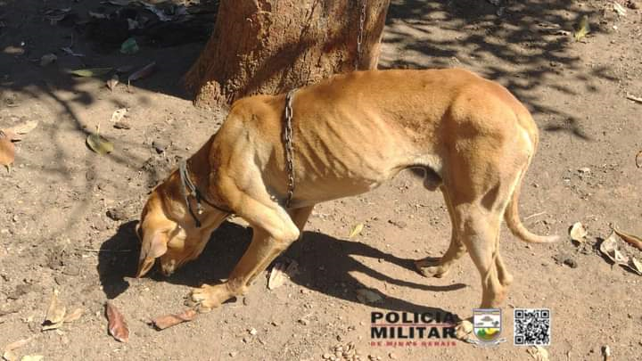 PM prende homem por maus tratos e porte ilegal de arma em São Roque de Minas - Foto: divulgação/Polícia Militar