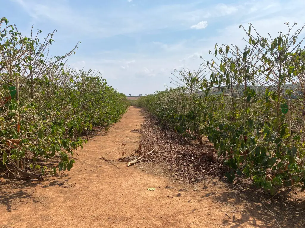 Altas temperaturas, associadas à redução do potencial hídrico das plantas, comprometem o pegamento da florada - Foto: EPAMIG