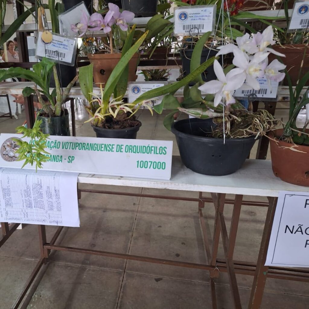 Associação realiza exposição nacional de orquídeas em São Sebastião do Paraíso - Foto: divulgação