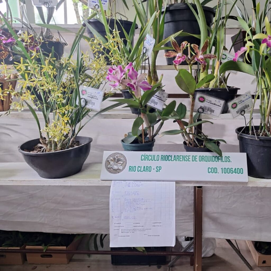 Associação realiza exposição nacional de orquídeas em São Sebastião do Paraíso - Foto: divulgação