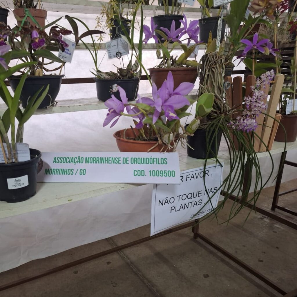 Associação realiza exposição nacional de orquídeas em São Sebastião do Paraíso - Foto: divulgação