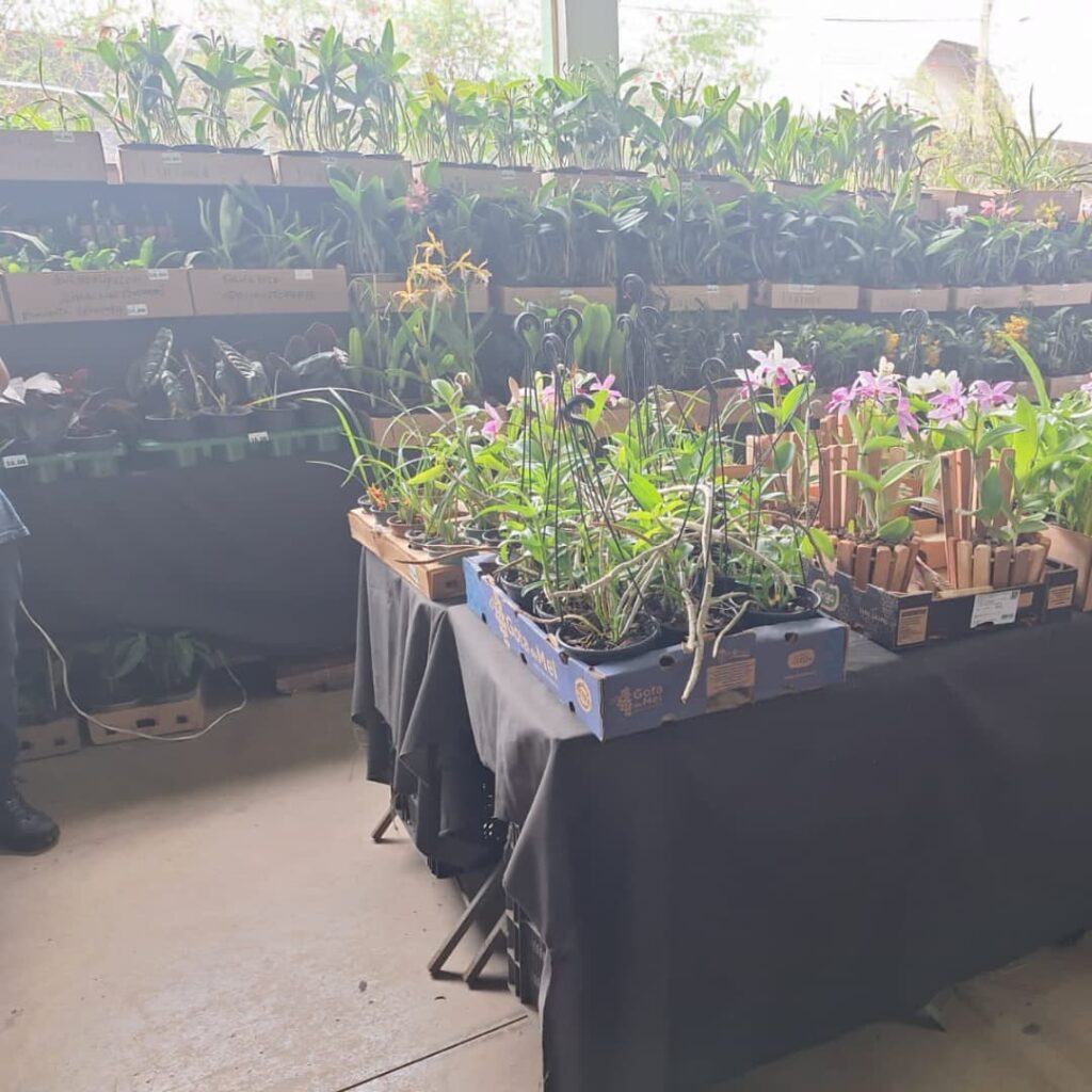 Associação realiza exposição nacional de orquídeas em São Sebastião do Paraíso - Foto: divulgação