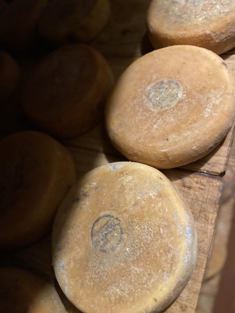Governo de Minas, em parceria com o Sebrae, lança as rotas do Queijo da Canastra e do Serro no Festuris - Foto: divulgação