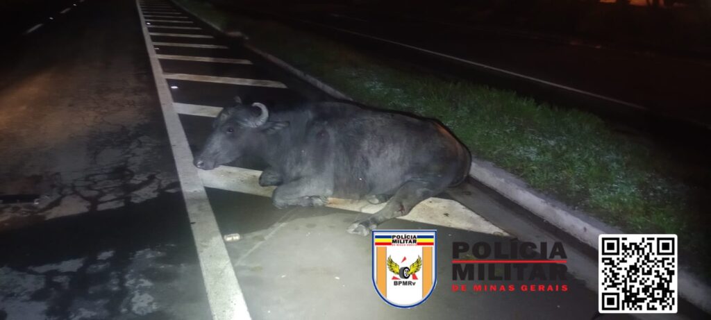 Búfala é atropelada na MG-050, em Itaú de Minas - Foto: divulgação/PMRv