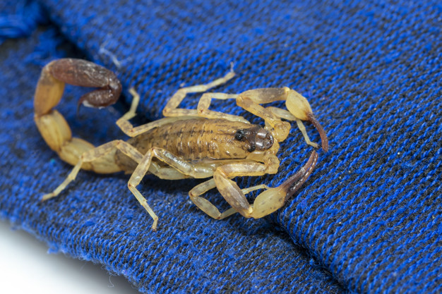 Calor e período chuvoso aumentam ocorrências com animais peçonhentos - Foto: reprodução
