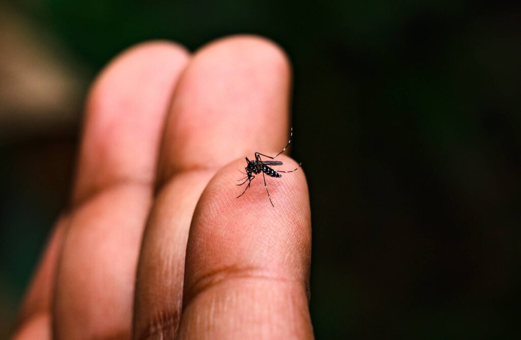 Minas confirma sétima morte por dengue, a primeira na região Sul - Foto: reprodução
