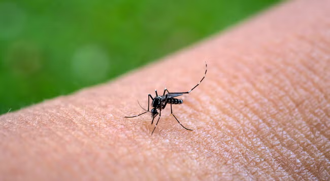 Minas Gerais confirma a primeira morte por chikungunya em 2025 - Foto: reprodução