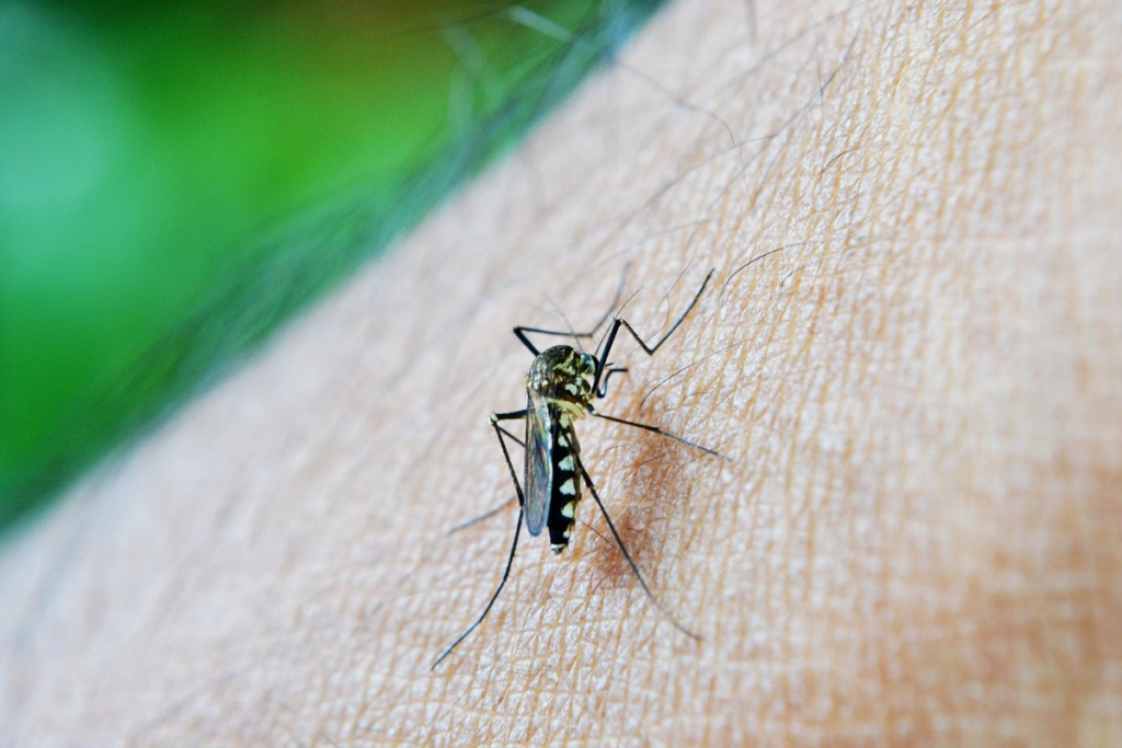 MG confirma mais uma morte por dengue em 2025 - Foto: reprodução