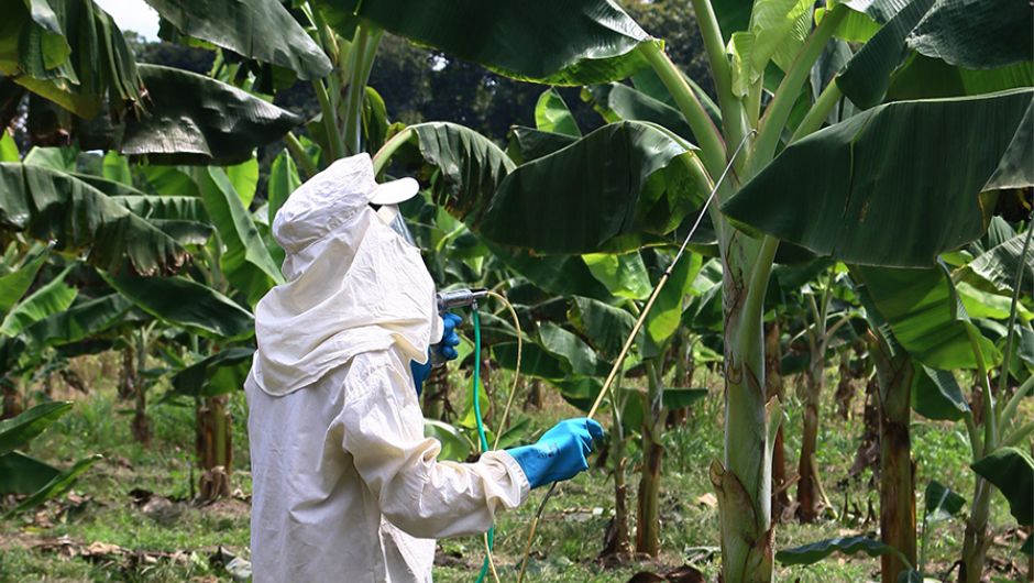 Doença da banana é identificada em plantação no interior de Minas - Foto: reprodução
