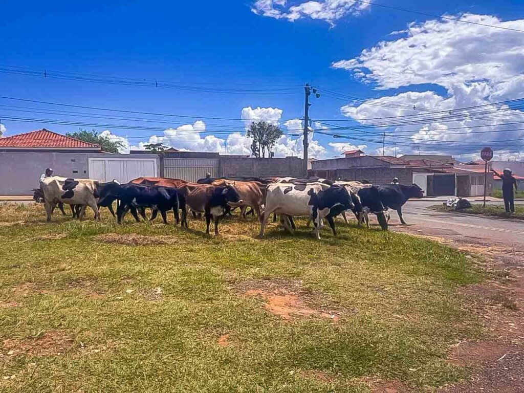 São Sebastião do Paraíso faz operação de apreensão de animais soltos em vias públicas - Foto: divulgação