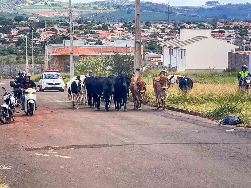São Sebastião do Paraíso faz operação de apreensão de animais soltos em vias públicas - Foto: divulgação