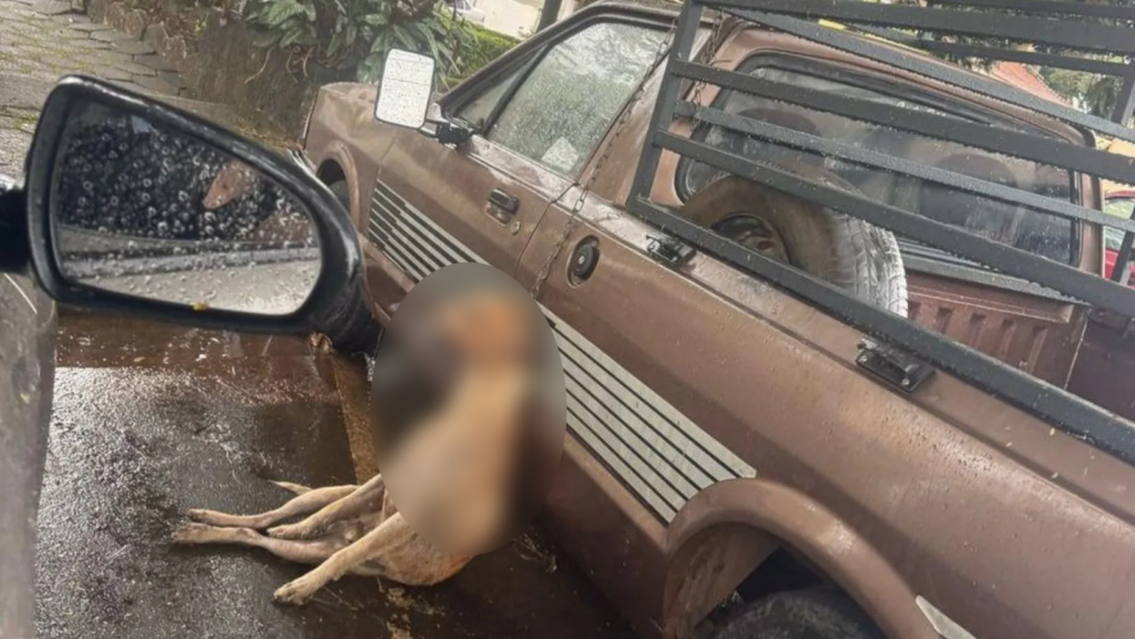 Cachorro morre enforcado após pular de caminhonete estacionada em Nova Resende - Foto: redes sociais