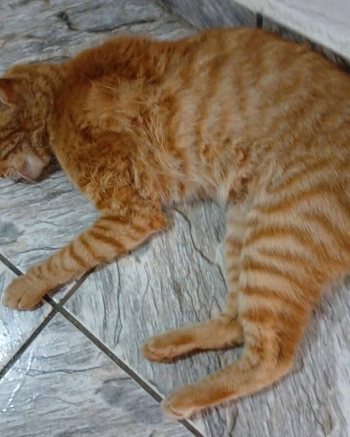 Gatos morrem após serem envenenados em Passos - Foto: redes sociais
