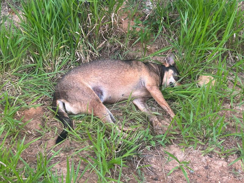 Mais um cachorro é encontrado morto em Alpinópolis - Foto: divulgação