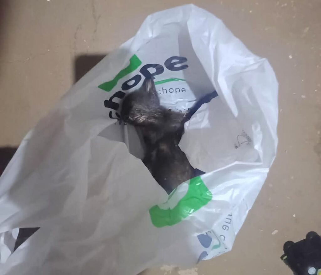 Gatos morrem após serem envenenados em Passos - Foto: redes sociais
