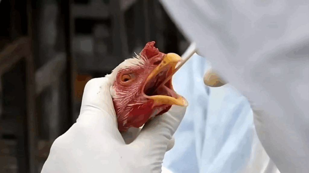 Minas confirma caso de gripe aviária e governo decreta emergência sanitária - Foto: reprodução