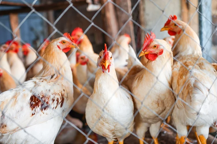 Gripe aviária: exportação de frango do Brasil está suspensa para 16 países e União Europeia - Foto: reprodução