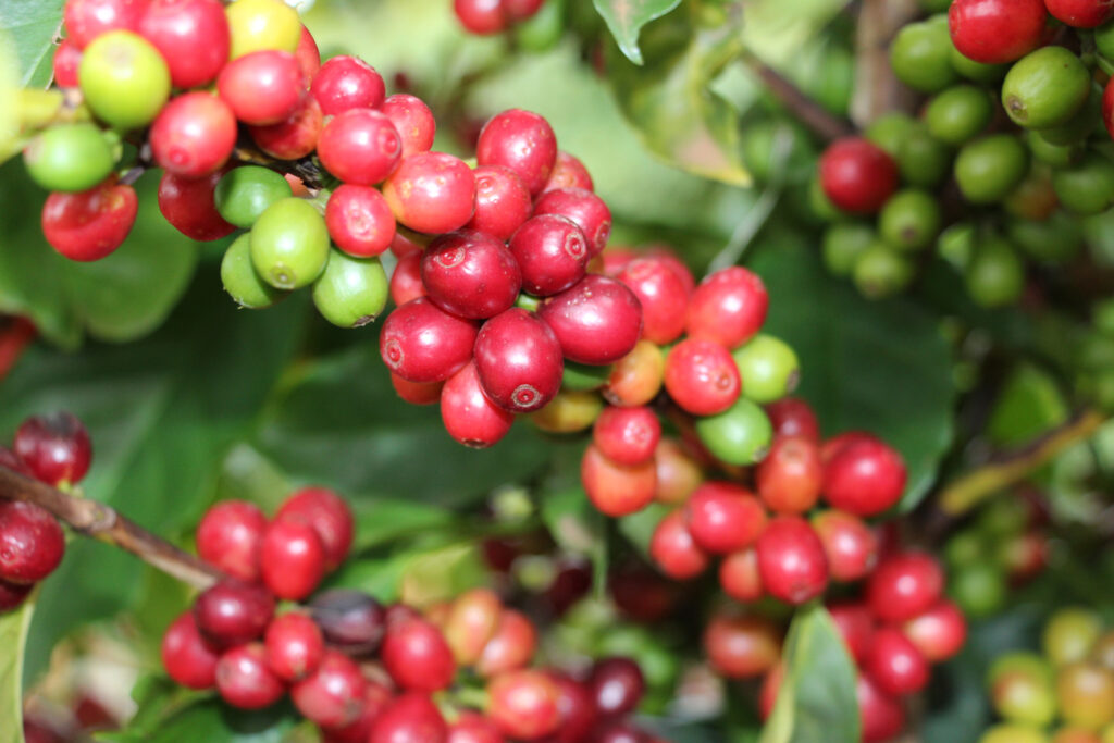 Exportações de produtos agropecuários atingem 46,8% do total de MG - Foto: reprodução
