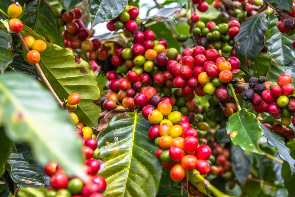 Com alta no preço do café, ladrões miram lavouras e furtam grãos diretamente das plantações no interior de Minas Gerais