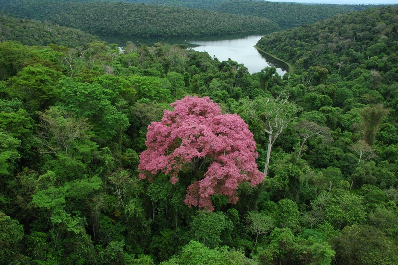 Minas Gerais reduz em 25% o desmatamento na Mata Atlântica - Foto: reprodução