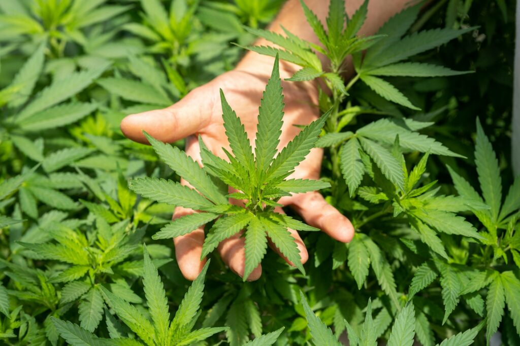 Deputado mineiro quer criar política estadual de cultivo da maconha para fins medicinais - Foto: reprodução