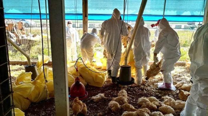 Governo de Minas anuncia descarte de 450 toneladas de ovos em prevenção à gripe aviária - Foto: divulgação