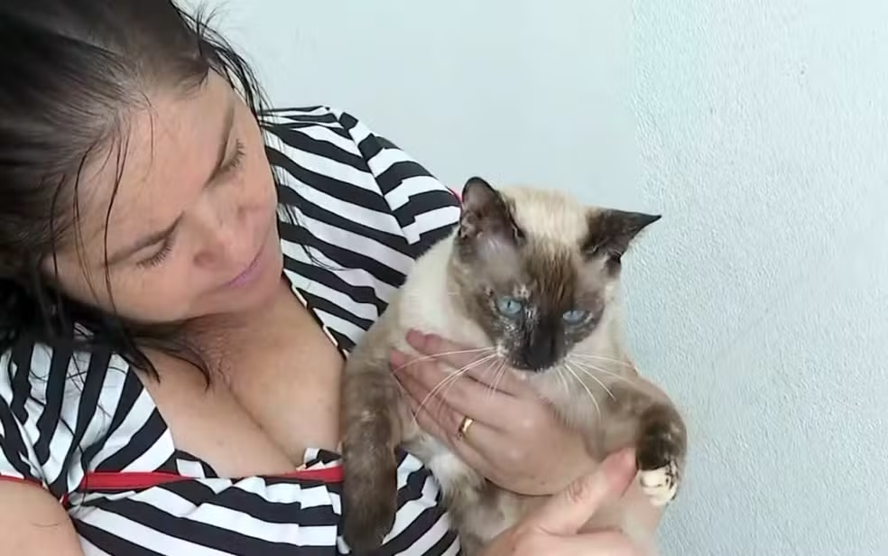 Seis gatos são encontrados mortos em Passos e ONG suspeita de envenenamento; saiba como denunciar - Foto: reprodução