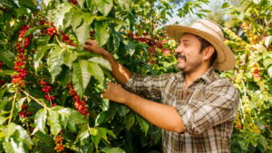 Produtores do Sul de MG têm até sexta-feira para se inscrever em concurso estadual de qualidade de cafés