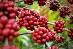 Emater e Cecafé firmam parceria para promover a sustentabilidade na cafeicultura