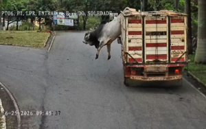 VÍDEO | Boi pula de caminhão, corre por ruas e é abatido pela Polícia Militar em MG