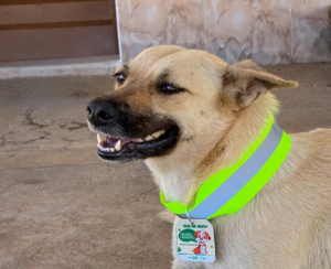 Projeto propõe coleiras refletivas para incentivar adoção de cães em São Sebastião do Paraíso