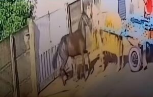 VÍDEO | Pitbull foge de casa, ataca cavalo e desmaia após forte coice